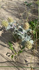 Eryngium maritimum