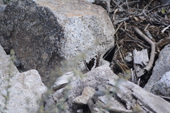Limenitis weidemeyerii