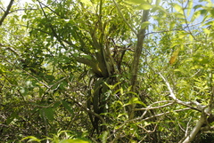 Tillandsia huamelulaensis