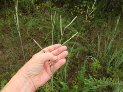 Paspalum floridanum