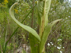 Verbascum thapsus