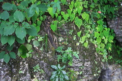 Begonia grandis sinensis