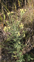 Brickellia eupatorioides