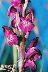 Anacamptis