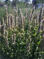 Agastache scrophulariifolia