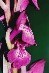Anacamptis