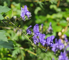 Aconitum variegatum