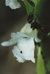 Spiranthes aestivalis