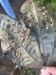 Caryomyia caryaecola