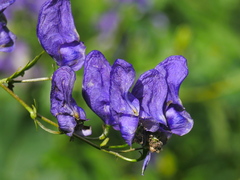 Aconitum variegatum