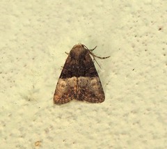 Mesoligia furuncula