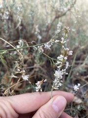 Eriogonum wrightii