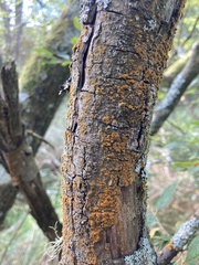 Trentepohlia