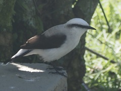 Fluvicola nengeta
