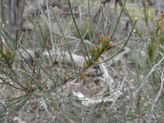 Allocasuarina