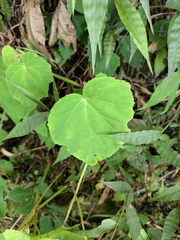 Begonia grandis sinensis