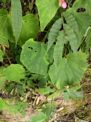 Begonia grandis sinensis