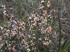 Cryptandra tomentosa