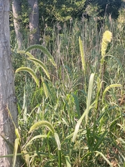 Setaria magna