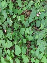 Begonia grandis sinensis