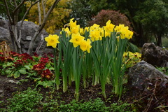 Narcissus pseudonarcissus