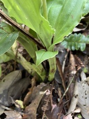 Crepidium atrosanguineum