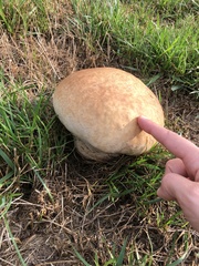 Calvatia
