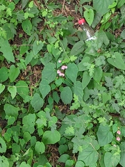 Begonia grandis sinensis