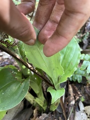 Crepidium atrosanguineum