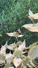 Bombus impatiens
