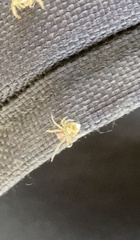 Araneidae