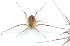 Oligolophus tridens