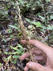 Crepidium atrosanguineum