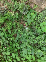 Begonia grandis sinensis
