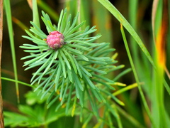 Euphorbia cyparissias