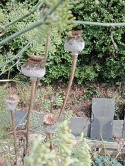 Papaver somniferum