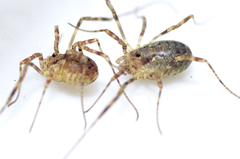 Oligolophus tridens