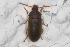 Hymenorus