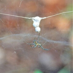 Mecynogea lemniscata