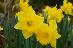 Narcissus pseudonarcissus