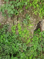 Begonia grandis sinensis