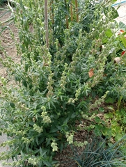 Antirrhinum majus