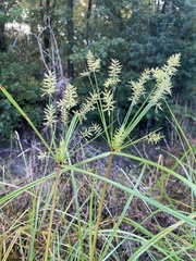 Cyperus odoratus
