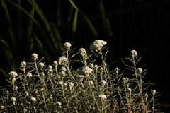 Anaphalis morrisonicola