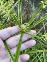 Cyperus odoratus