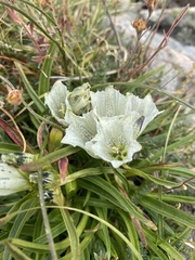 Gentiana algida