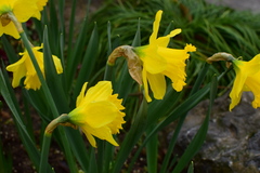 Narcissus pseudonarcissus