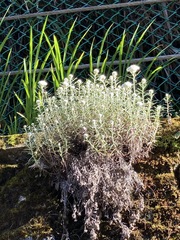 Anaphalis morrisonicola