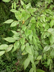 Carpinus turczaninovii