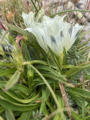 Gentiana algida